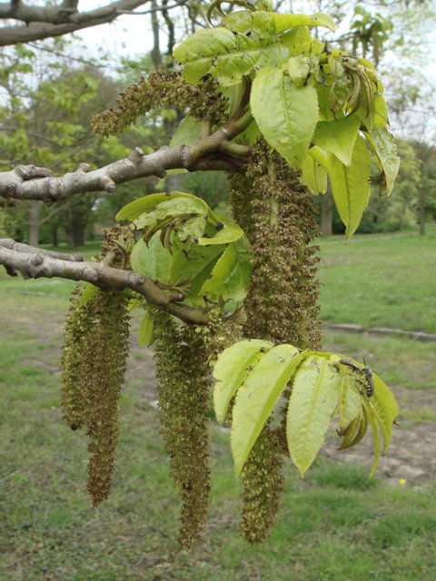 Pterocarya fraxinifolia fleur (3)